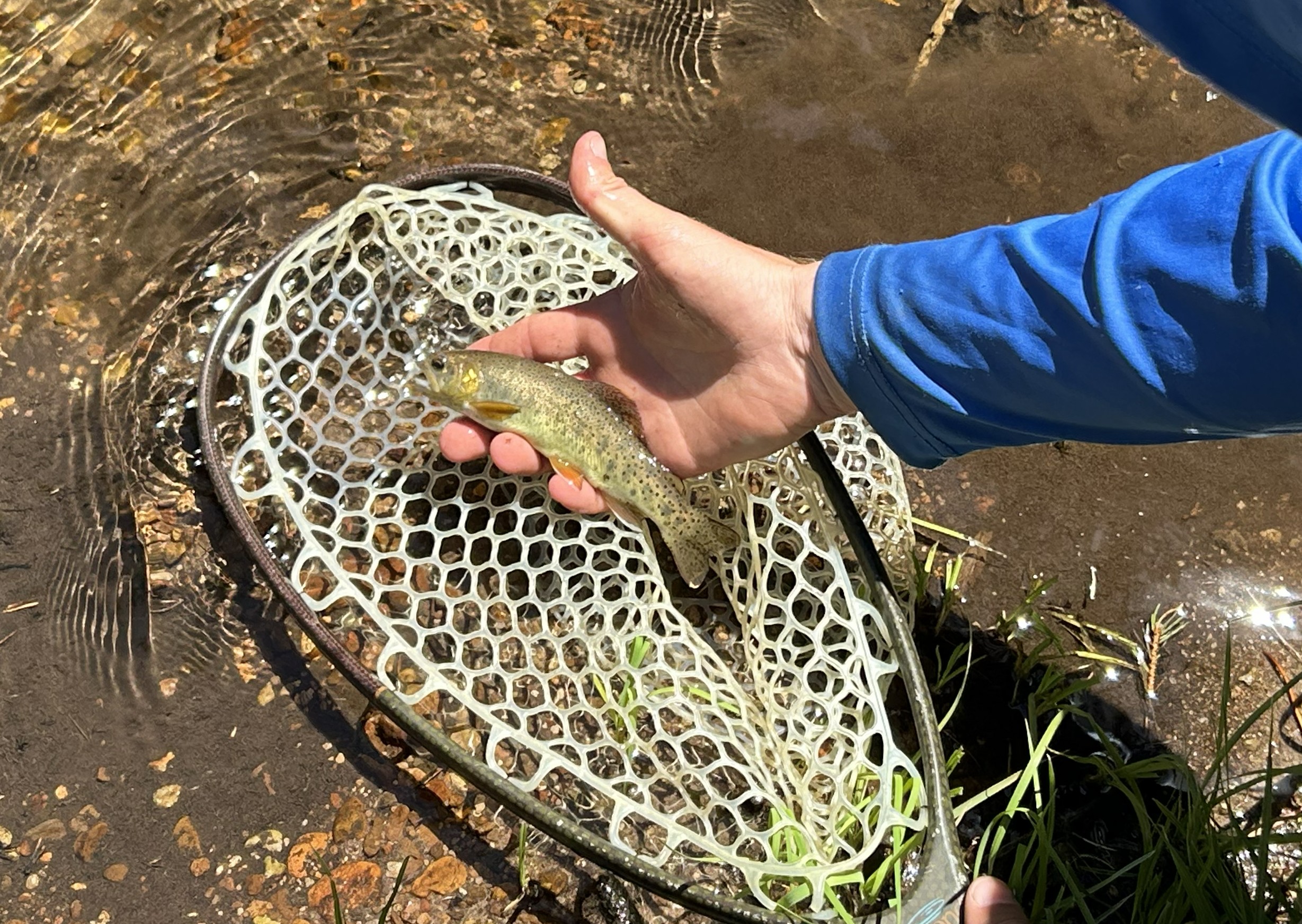 APache trout caught on West Fork of the Little Colorado River
